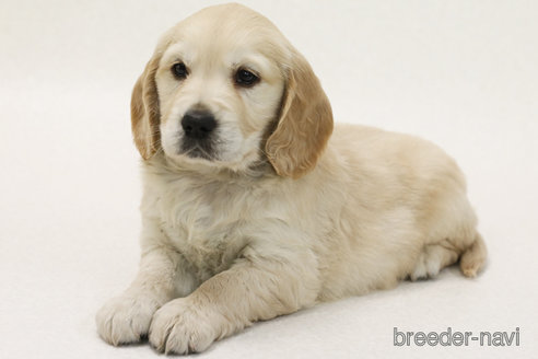 販売中の神奈川県のミックス犬-374602の2枚目